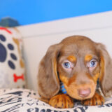 Milky Dachshund 04