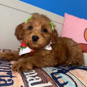 Mimi Mini Golden Doodle 01