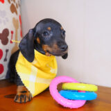 Moby Dachshund 01