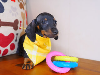 Moby Dachshund 01