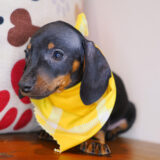 Moby Dachshund 02