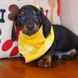 Moby Dachshund 03