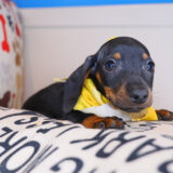 Moby Dachshund 04