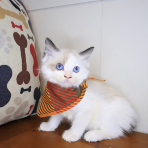 Mochu Ragdoll 01