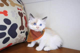 Mochu Ragdoll 01