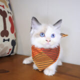 Mochu Ragdoll 02
