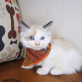 Mochu Ragdoll 03