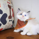 Mochu Ragdoll 04