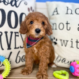 Montana Goldendoodle 01