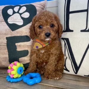 Monty Cavapoo 01