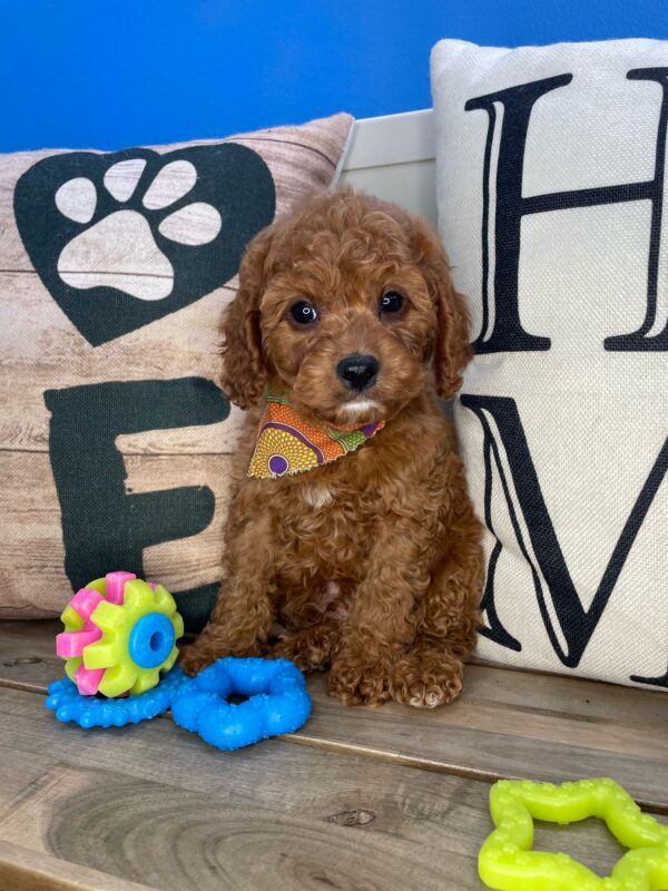 Monty Cavapoo 01