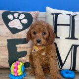 Monty Cavapoo 02