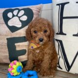Monty Cavapoo 03