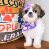 Morgan Shih Tzu 01