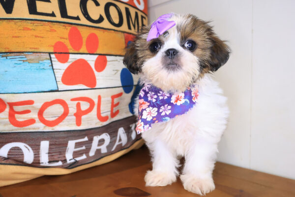 Morgan Shih Tzu 01