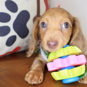 Moxie Dachcshund 01