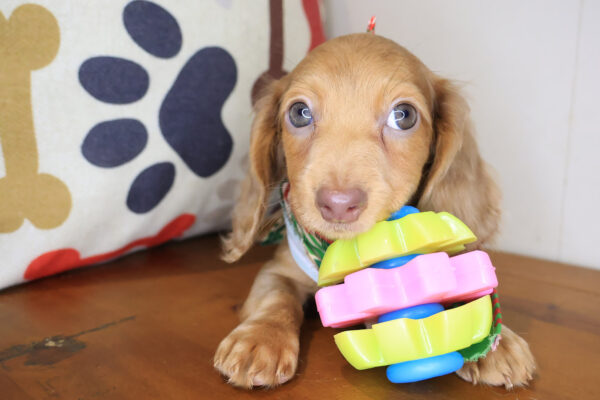 Moxie Dachcshund 01