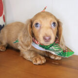 Moxie Dachcshund 03