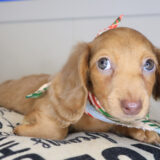 Moxie Dachcshund 04