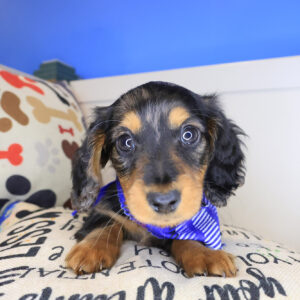 Mr. Fluff Dachcshund 01