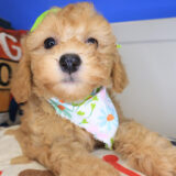 Myrtle Bichapoo 02