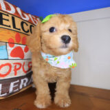 Myrtle Bichapoo 04