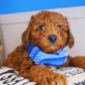 Nachos Poodle 01