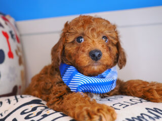 Nachos Poodle 01