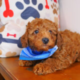 Nachos Poodle 04