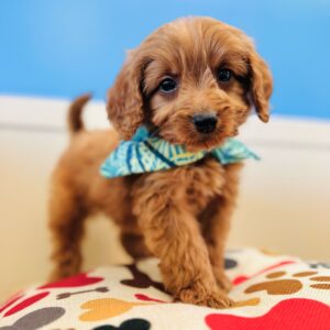 Napoleon Miniature Goldendoodle 01