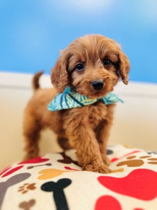 Napoleon Miniature Goldendoodle 01