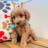 Napoleon Miniature Goldendoodle 04