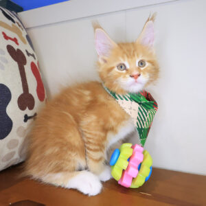 Nibbles Maine Coon 01