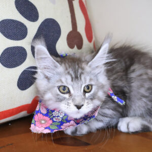Nicki Maine Coon 01