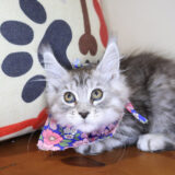 Nicki Maine Coon 03