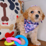 Nikki Bichapoo 04
