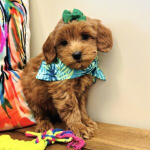 Noodle Miniature Goldendoodle 01