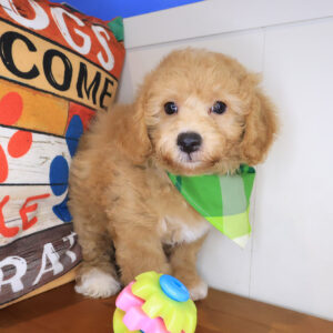 Oregano Bichapoo 01