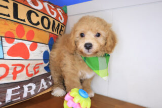 Oregano Bichapoo 01