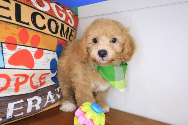 Oregano Bichapoo 01