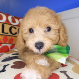 Oregano Bichapoo 04