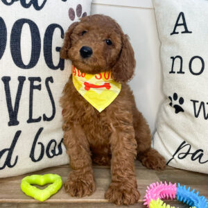 Owen Goldendoodle 01