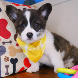 Pango Cardigan Welsh Corgi 01