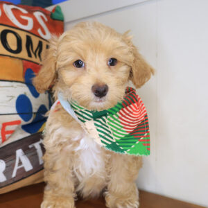 Paolo Maltipoo 01