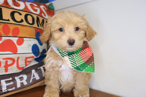 Paolo Maltipoo 01