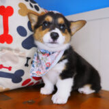 Peanut Cardigan Welsh Corgi Pembroke 01