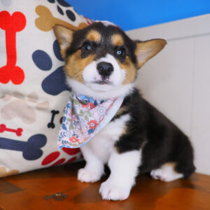 Peanut Cardigan Welsh Corgi Pembroke 01