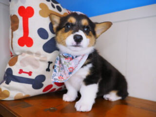 Peanut Cardigan Welsh Corgi Pembroke 01