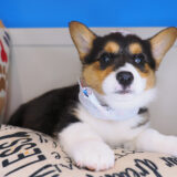 Peanut Cardigan Welsh Corgi Pembroke 02
