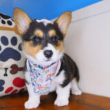 Peanut Cardigan Welsh Corgi Pembroke 03